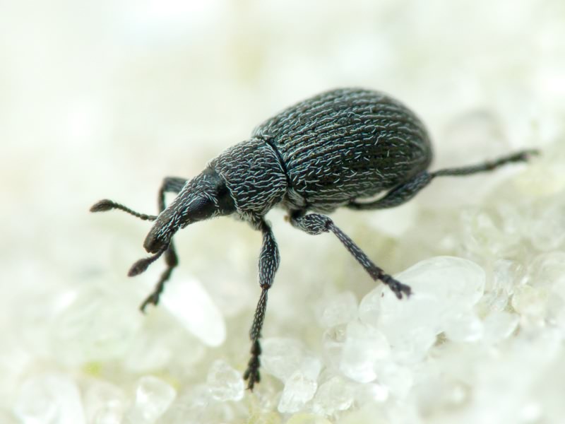 Pseudoperapion brevirostre (Herbst, 1797)